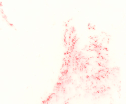 #111 White/Antique Red